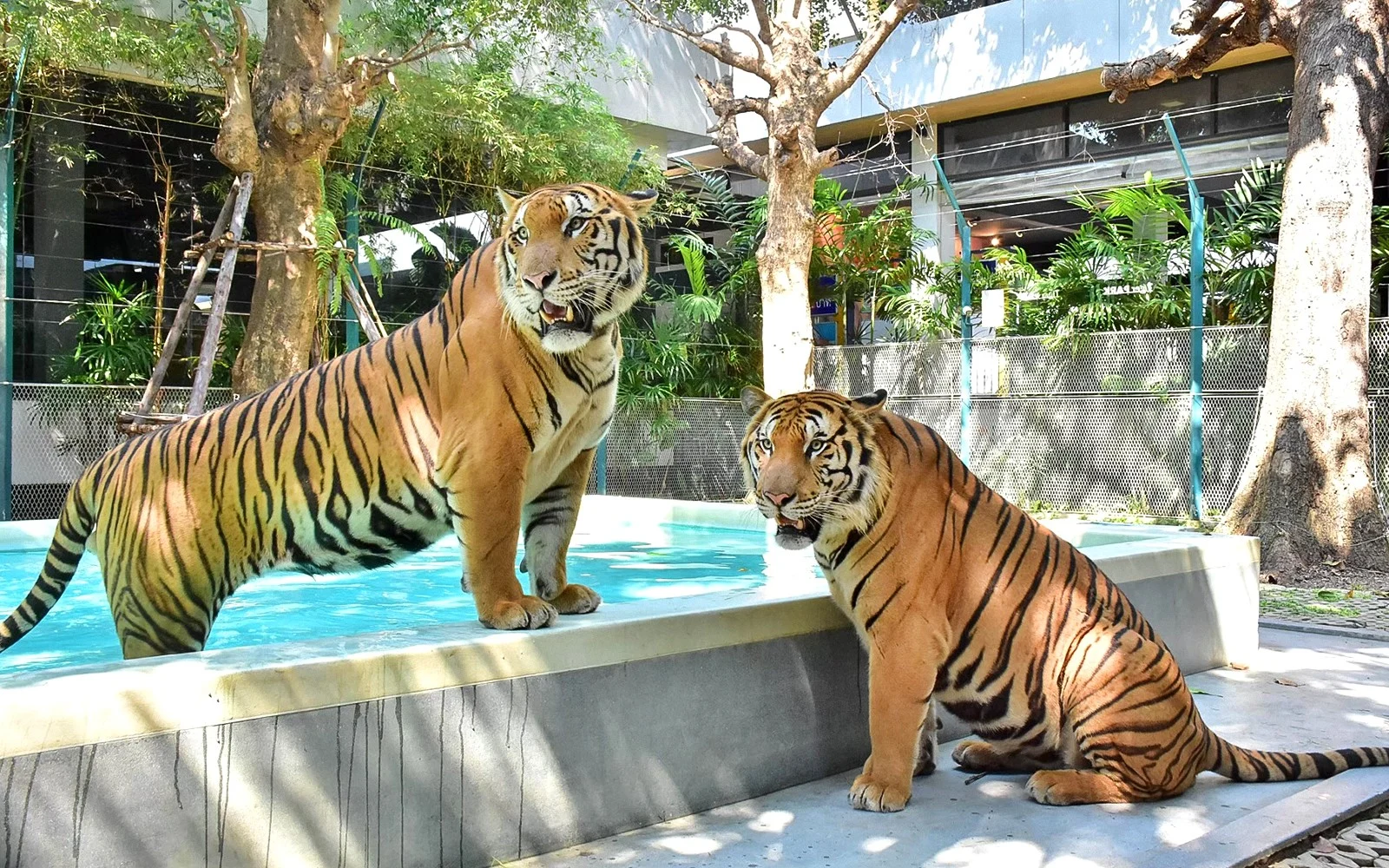 Bangkok & Pattaya — City & Coral Island