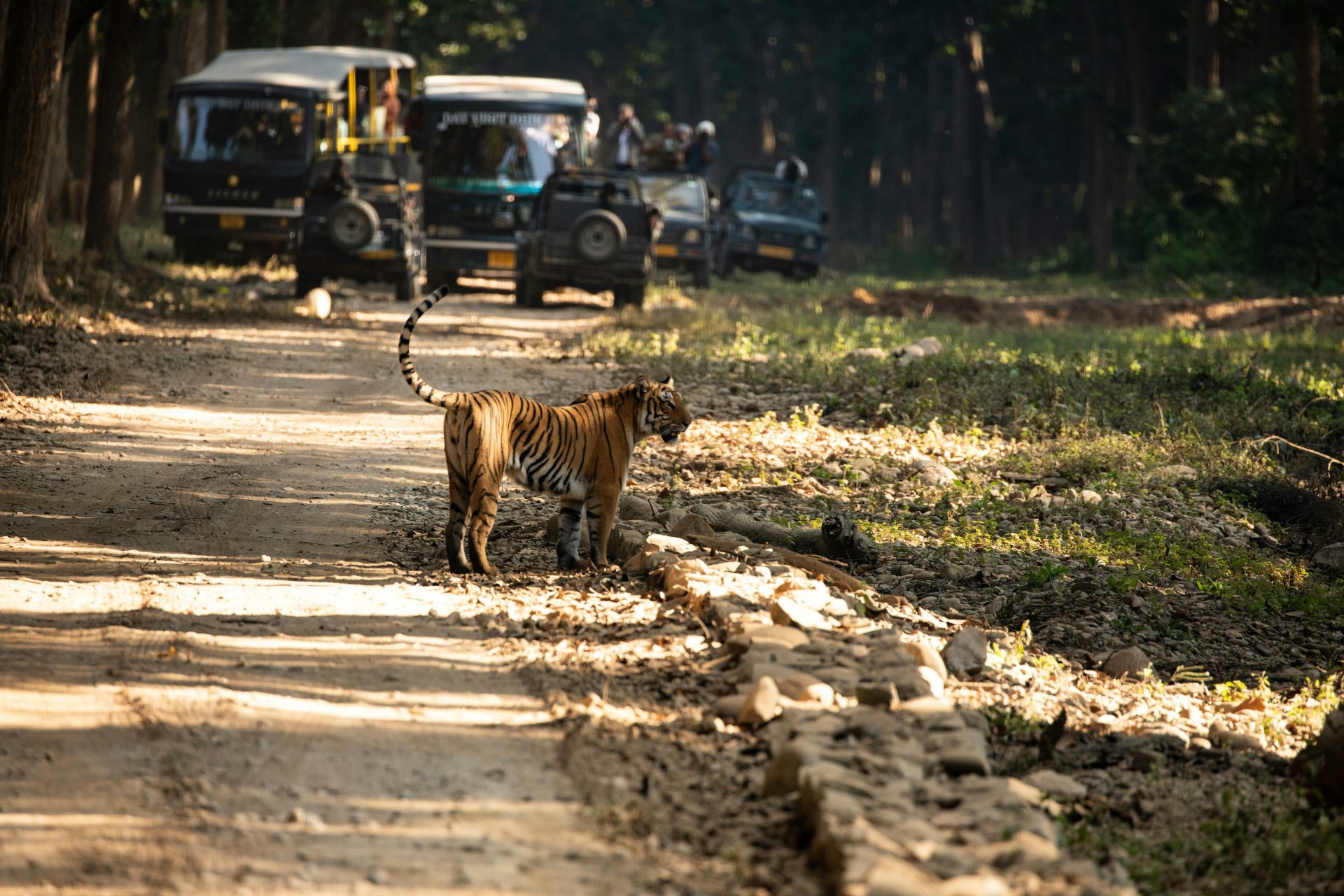 Nainital & Jim Corbett — Lakes, Hills & Jungle Safari