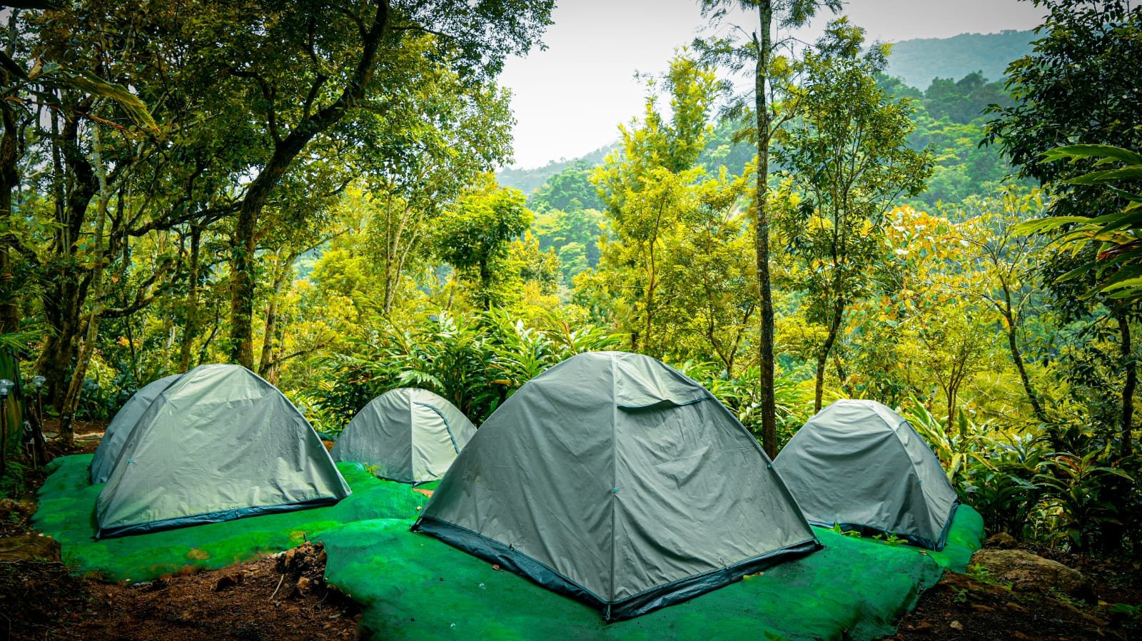 Coorg & Wayanad — Coffee Country & Misty Forests
