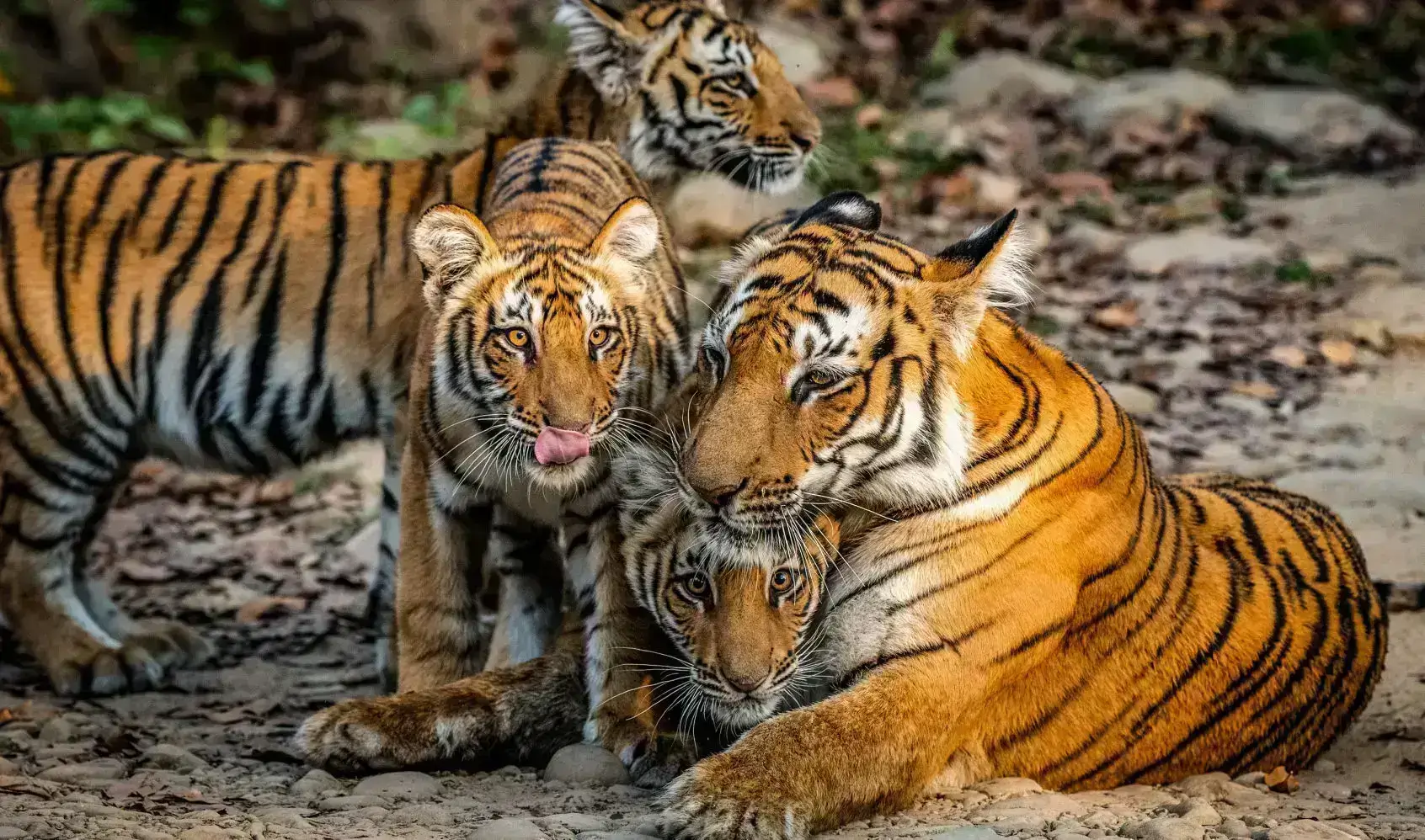 Nainital & Jim Corbett — Lakes, Hills & Jungle Safari